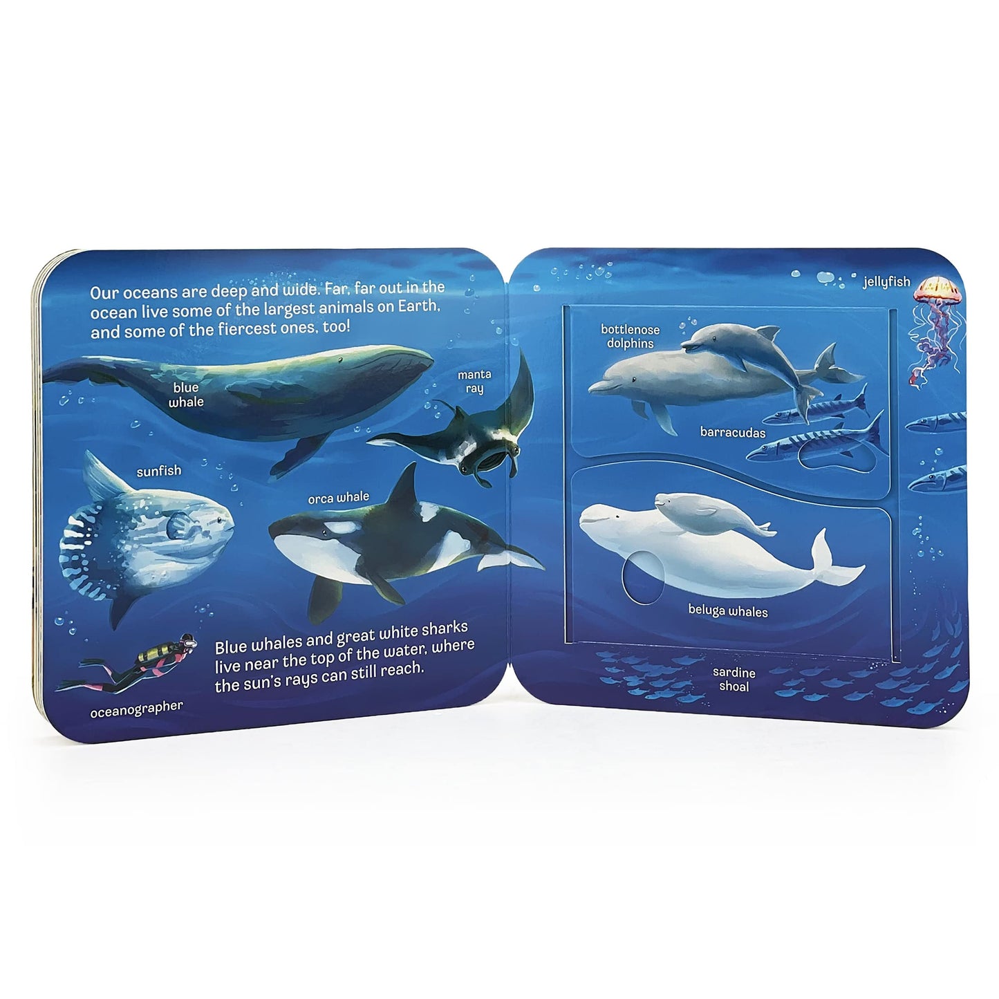 Peek-a-Flap Ocean Children's Lift-a-Flap Board Book for Children Learning about the Sea and Water Animals,