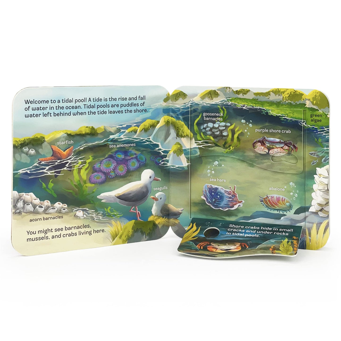 Peek-a-Flap Ocean Children's Lift-a-Flap Board Book for Children Learning about the Sea and Water Animals,